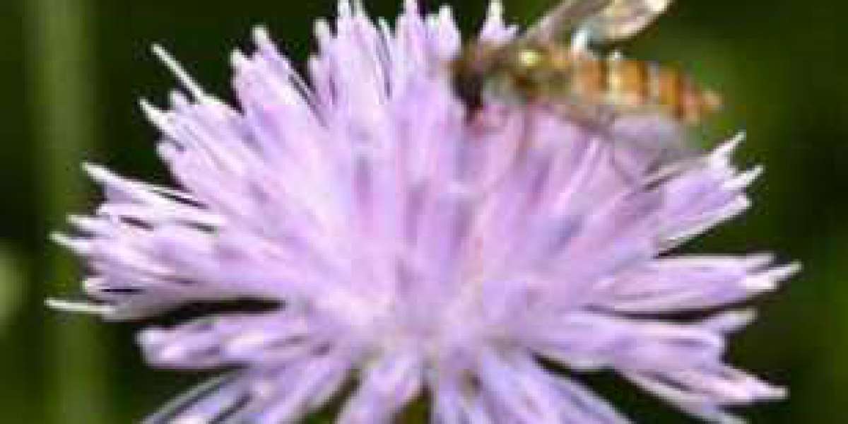 Pelargonium Sidoides Extract manufacturers	http://www.inhealthnature.com/