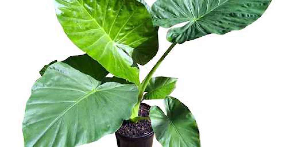 Elephant Ears: The Statement Plant You Need in Your Garden