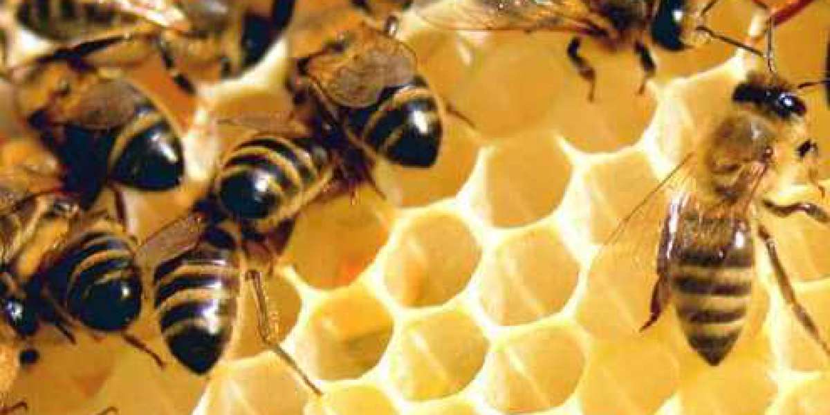 Hawaiian Honey: A Sweet Secret of the Pacific