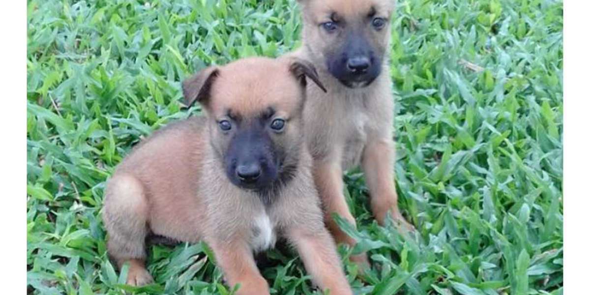 Exploring the Charm of Belgian Malinois Puppies for Sale in Chennai