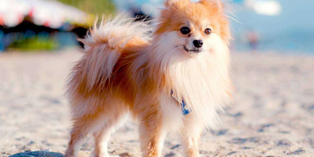 Exploring the Charm of Pomeranian Puppies for Sale in Lucknow