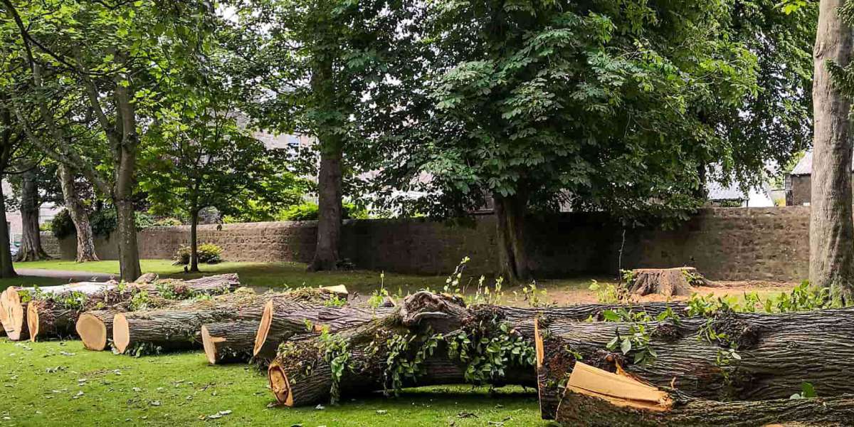 Essential Considerations for Stump Removal Services in Philadelphia, PA