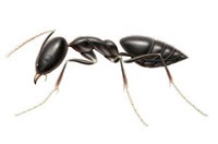 Ant Pest Control Avondale Heights , Ant Removal Avondale Height