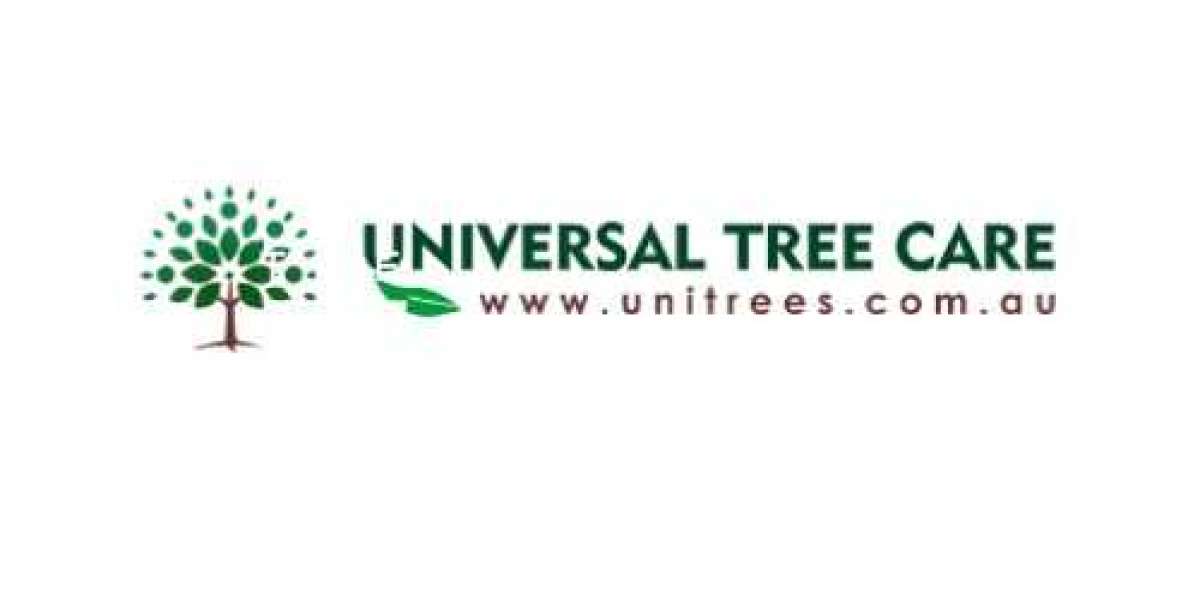 Trusted Tree Removalists in Sydney Your Solution to Overgrown Trees