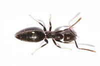 Ant Pest Control Brunswick East, Ant Removal Brunswick East