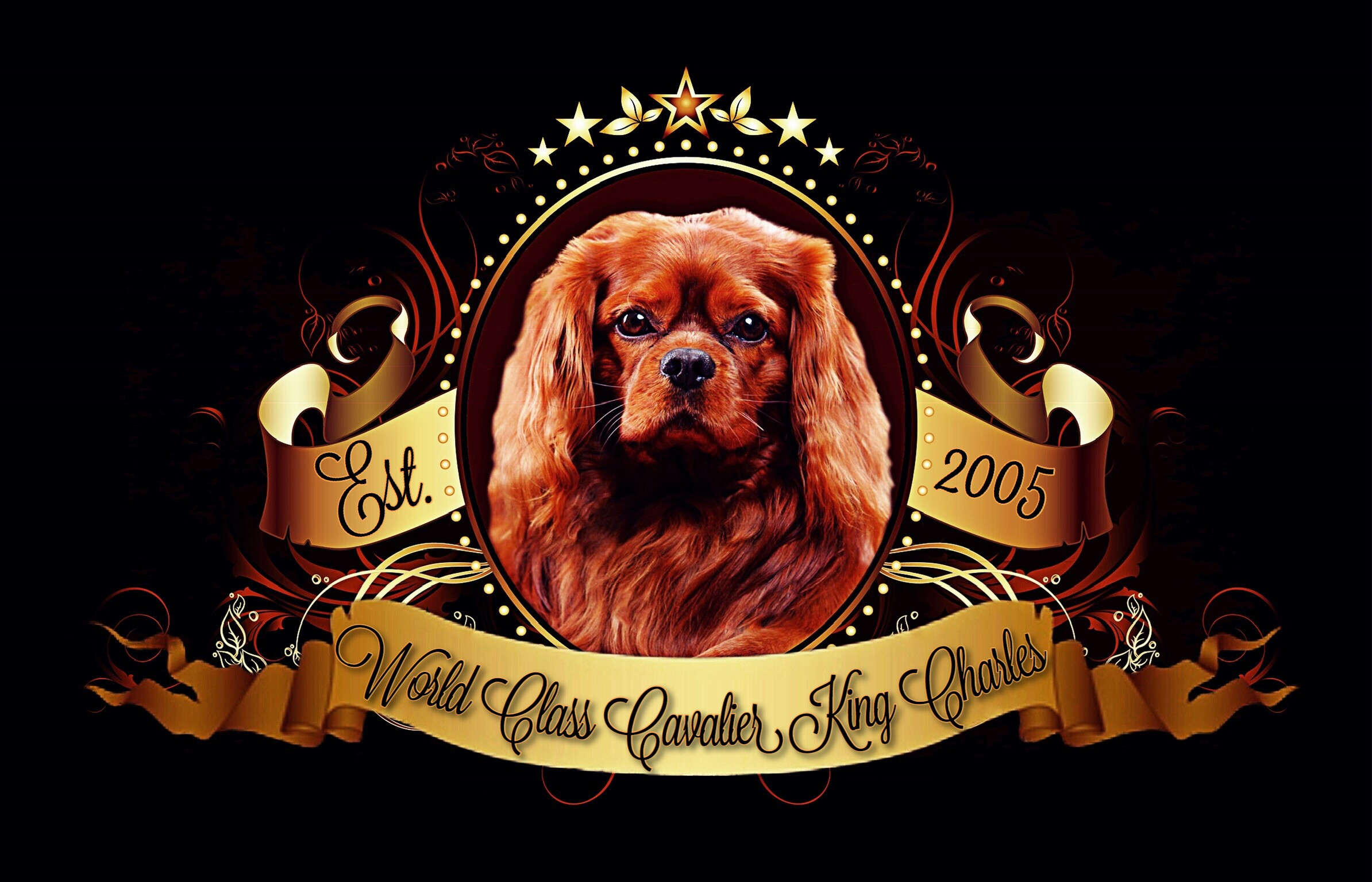 World Class Cavaliers - Best Cavalier King Charles Spaniel Breeder in Florida, Cavalier King Charles Spaniel for sale