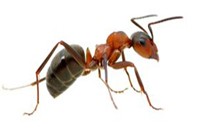 Ant Pest Control Epping, Ant Removal Epping, Pest Control near me