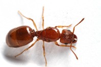 Ant Pest Control Broadmeadows, Ant Removal Broadmeadows