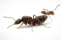 Ant Pest Control Airport West, Ant Removal Airport West, Pest Control