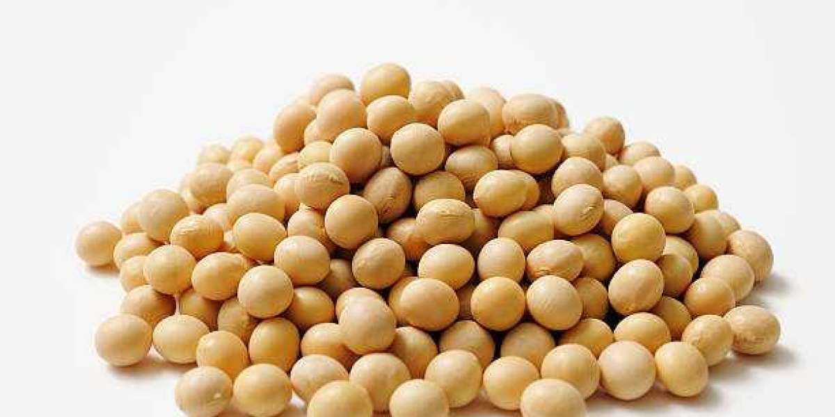 South Korea Soy Protein Market to Witness Exponential Growth By 2032