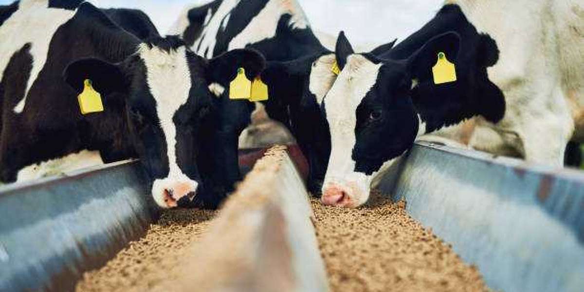 Canada Cattle Feed Market Size & Share to See Modest Growth Through 2030