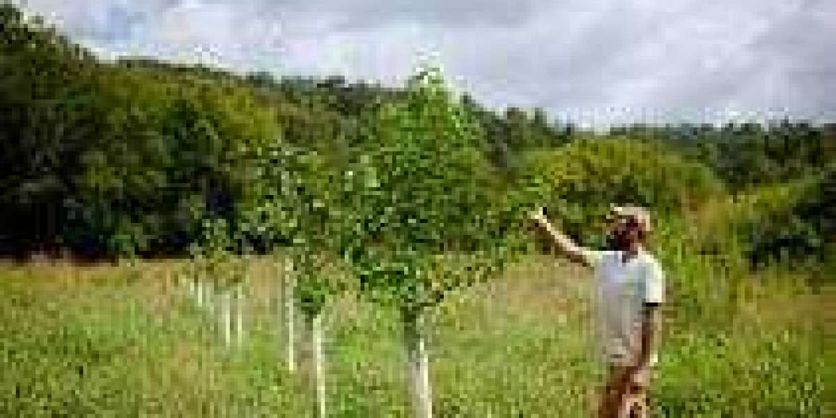 The Global Agroforestry Market Size is Anticipated to Exceed USD 194.5 Billion by 2033, Growing at a CAGR of 6.93% from 