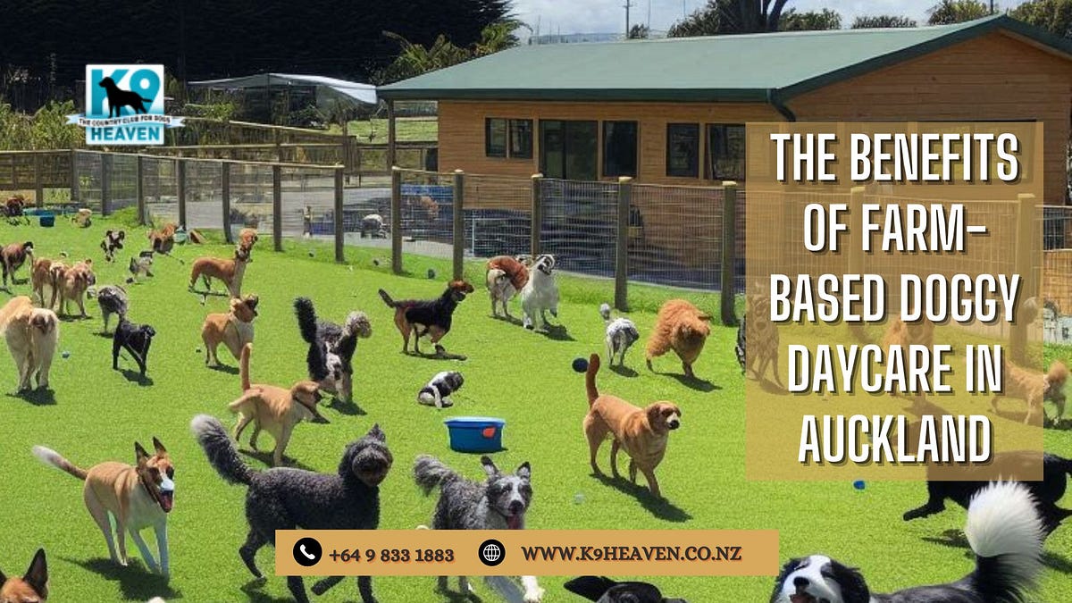 The Benefits of Farm-Based Doggy Daycare in Auckland | by K9 Heaven | Jul, 2024 | Medium