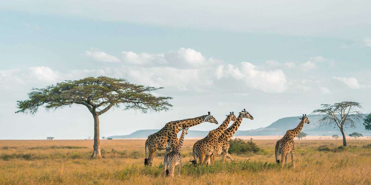 Enchanting Encounters at Giraffe Manor