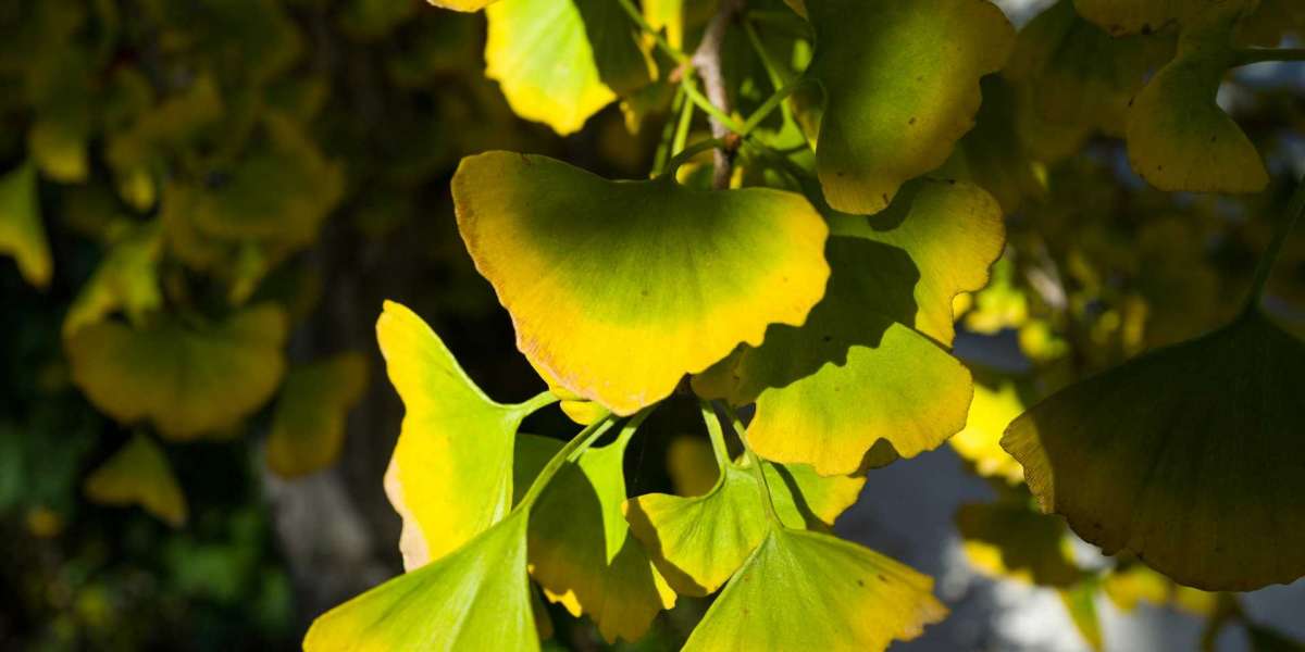 Die Wirkung von Ginkgo auf die Potenz: Natürliches Potenzmittel oder Mythos?