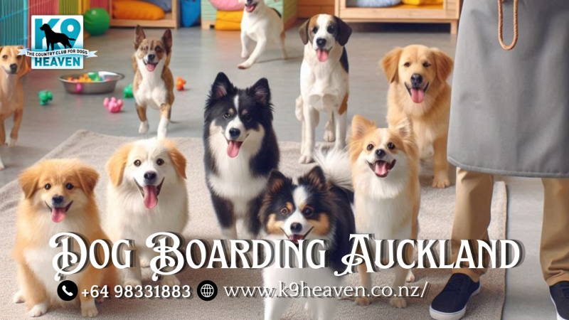 Dog Boarding Auckland: ext_6285411 — LiveJournal