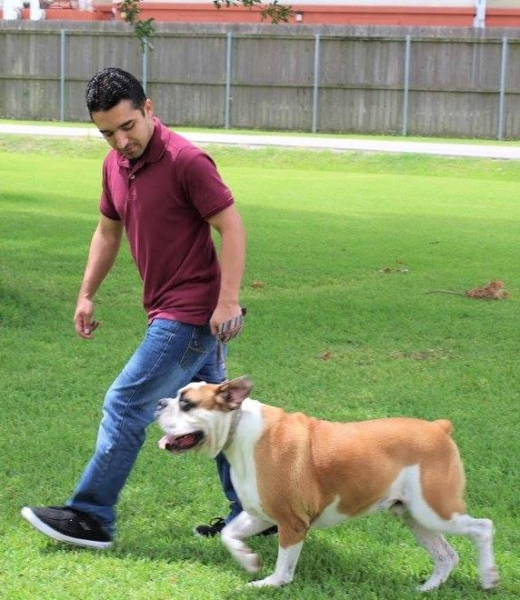 Expert Obedience Training for Dogs in Austin - Transform Your Pet Today