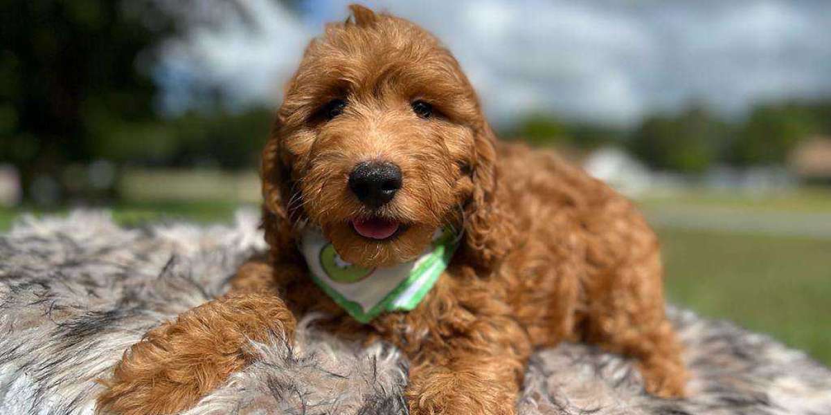 Discovering the Perfect Puppies for Sale in Central Florida: A Guide to Dog Breeders