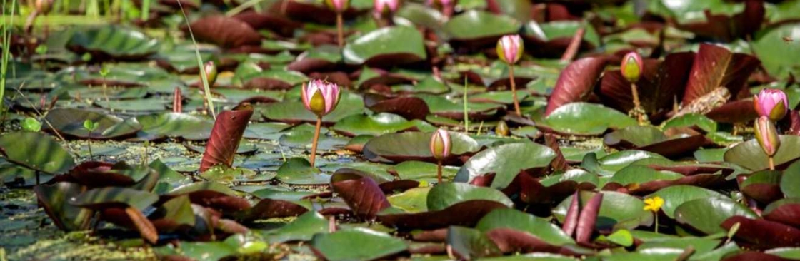 International Waterlily Collection Cover Image