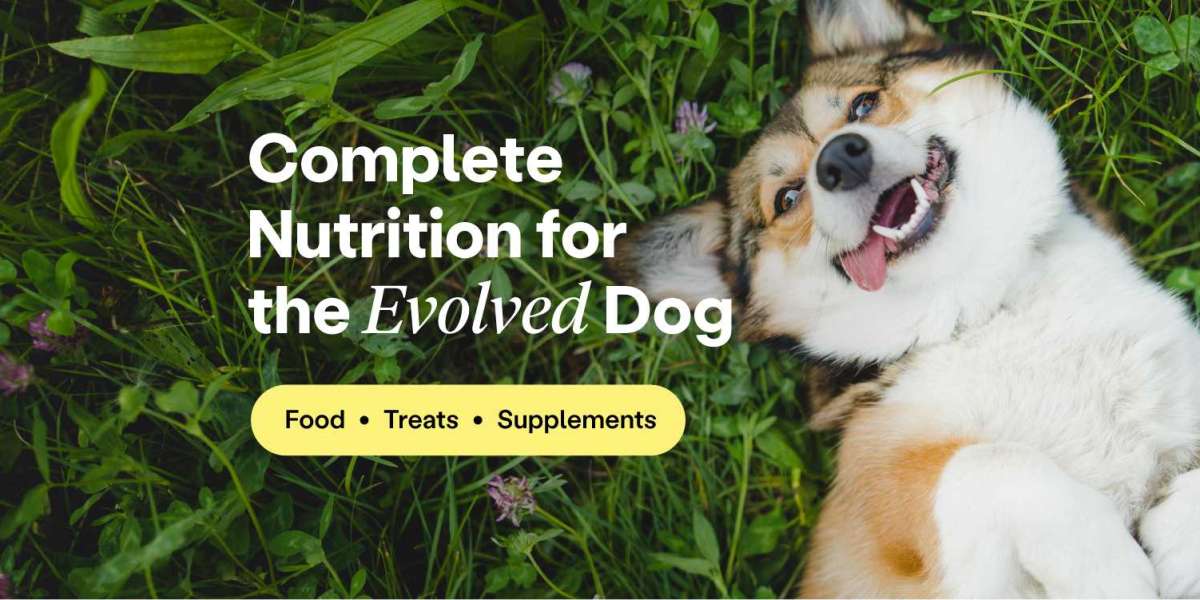 How Natural Supplements Can Help Your Aging Dog