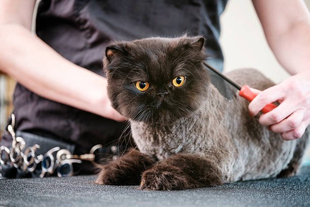 Cats & Dogs Grooming Services Can Help Aging Pets