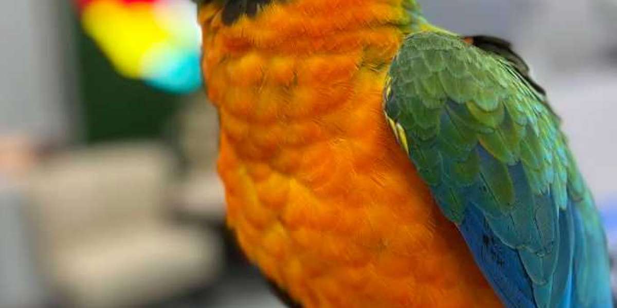 The Dusky Conure: A Guide to the Dusky-Headed Conure and Its Charm