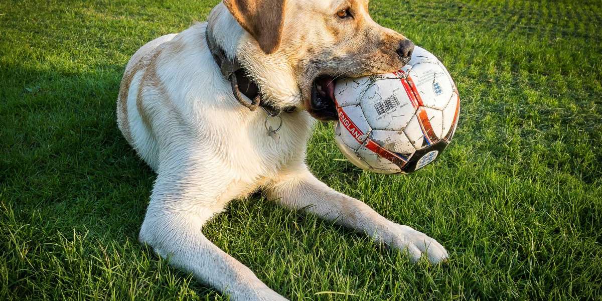 The Perfect Bathing Solution: How a Pet Shower Head Can Make Bath Time Easier for You and Your Pet