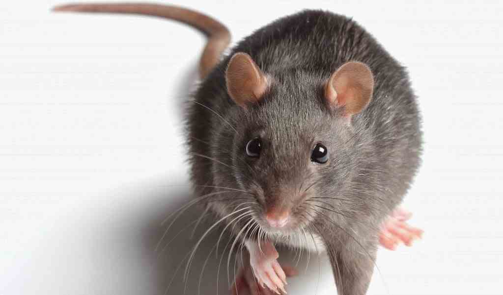 Rodent Control Perth - Rats & Mice Removal in Perth