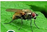 Flies Pest Control Perth - Enviro Safe Pest Control Perth