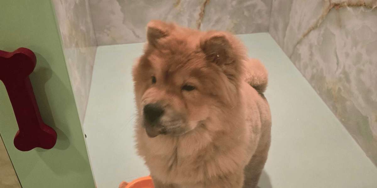 Chow Chow Puppies: Understanding Their Distinct Personality and Care Needs