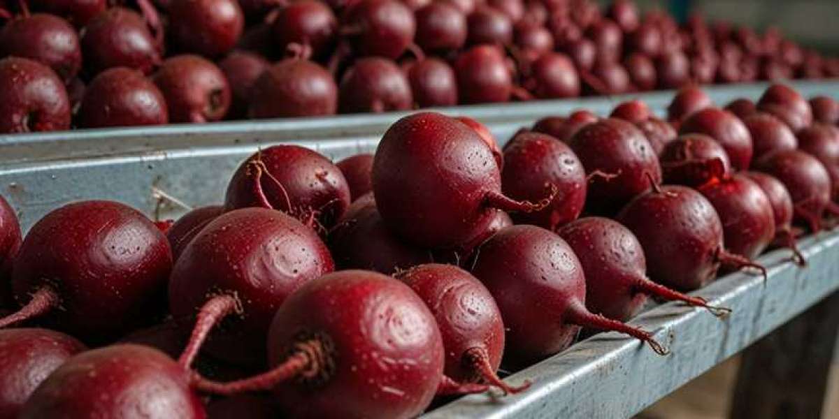 Beet Processing Manufacturing Project Report 2024: Industry Trends, Plant Setup and Raw Materials