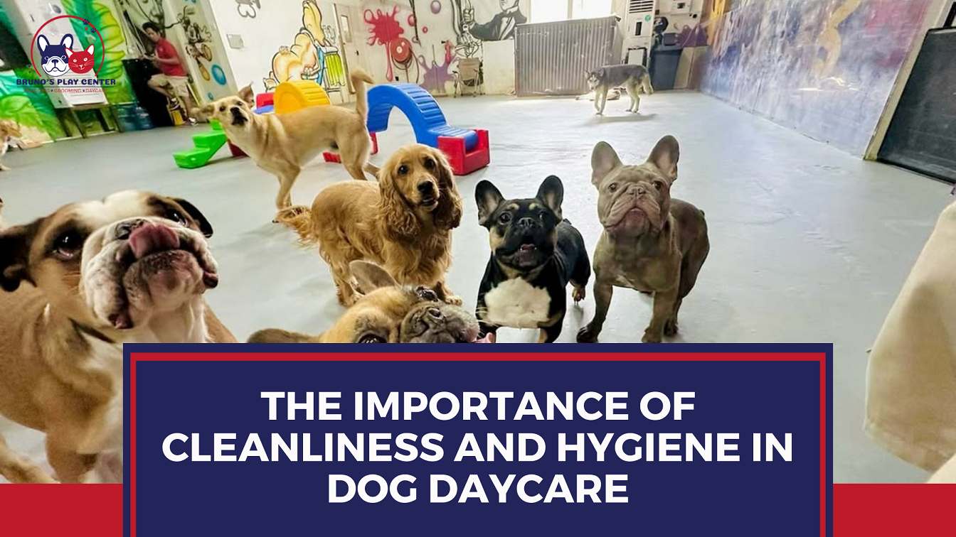 Why Dog Daycare Hygiene Matters for Your Pet’s Health