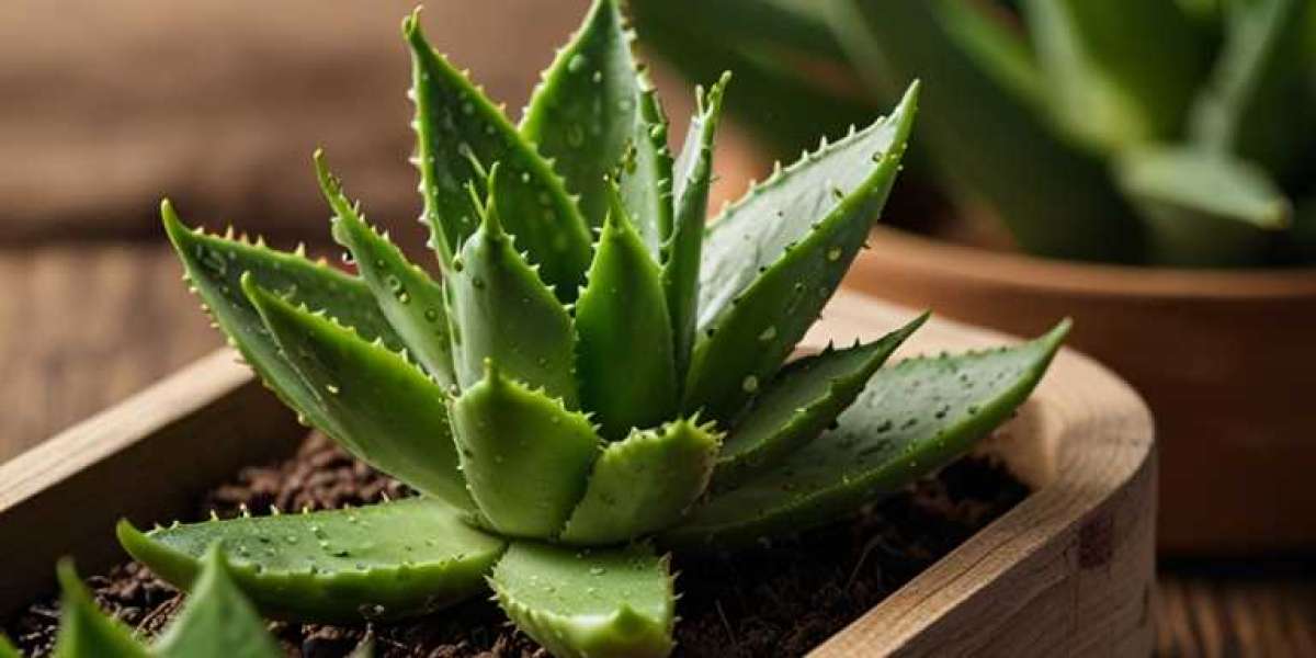 Aloe Vera Extract Manufacturing Plant Setup Cost 2024: Layout and Raw Material Requirements