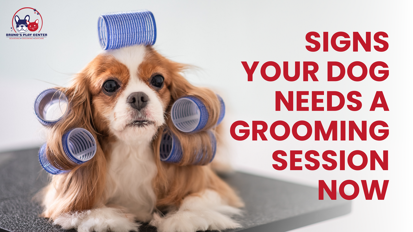 Signs Your Dog Needs Grooming for Health and Happiness