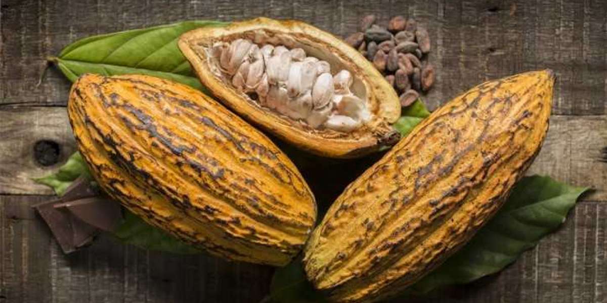 Cocoa Production Cost: Key Insights and Analysis