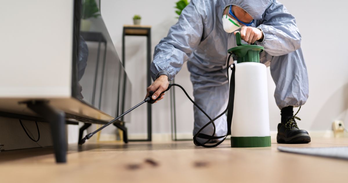 Say Goodbye to Pests: Your Trusted Local Experts for a Pest-Free Home - Segi Social